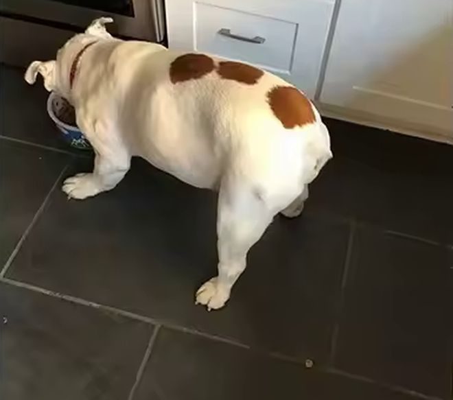 The same dog standing steadily with its legs underneath it