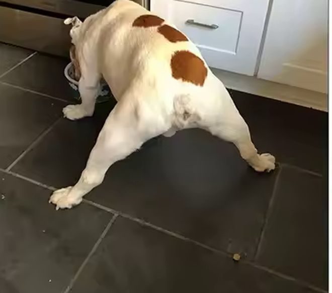 A dog with its back legs sliding outward on a smooth floor